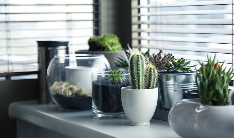 Hanging planters